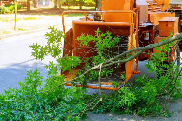 Professional Tree Removal in Pickerington, OH