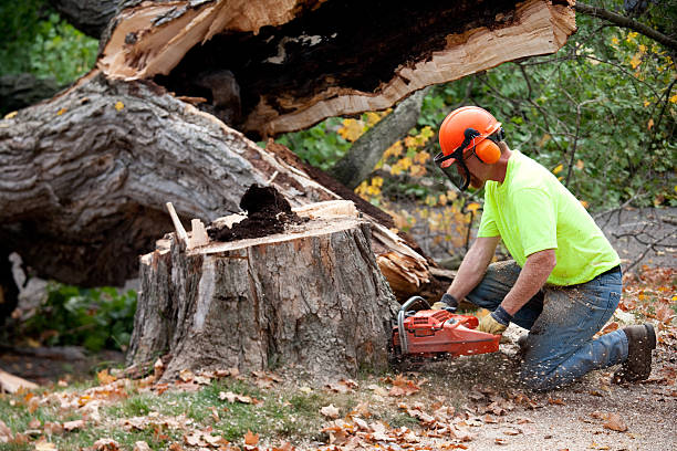 Best Utility Line Clearance  in Pickerington, OH