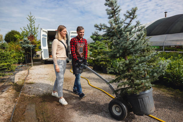 How Our Tree Care Process Works  in  Pickerington, OH